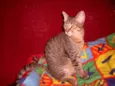 Gatinho