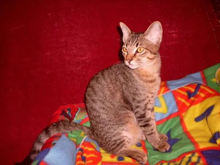 Gato ra a SRD idade 1 ano nome Gatinho