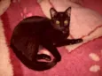 Gatinho