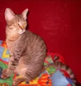 Gatinho