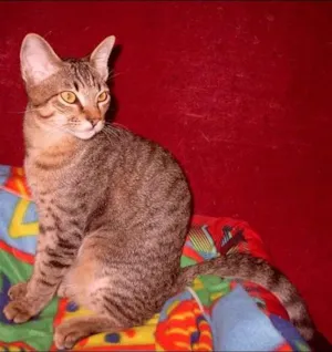 Gato raça SRD idade 1 ano nome Gatinho