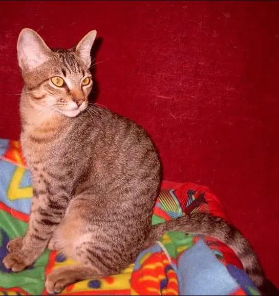 Gato ra a SRD idade 1 ano nome Gatinho