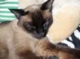 Capitu