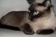 Capitu