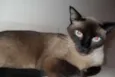 Capitu