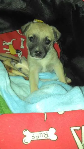 Cachorro ra a Indefinida idade 2 a 6 meses nome Jack