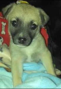 Cachorro raça Indefinida idade 2 a 6 meses nome Jack