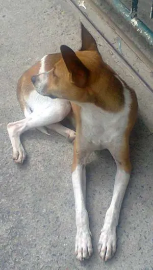 Cachorro raça srd idade 7 a 11 meses nome sem nome