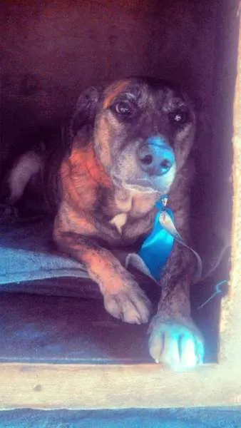Cachorro ra a SRD idade 6 ou mais anos nome Carolino