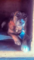 Carolino