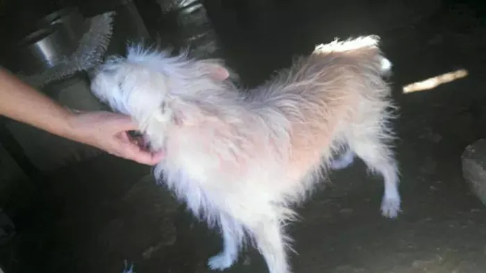 Cachorro ra a SRD idade 6 ou mais anos nome Carolino