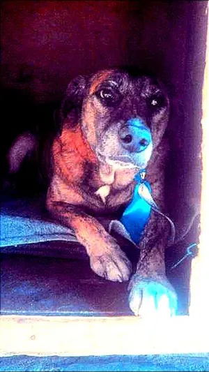 Cachorro raça SRD idade 6 ou mais anos nome Carolino
