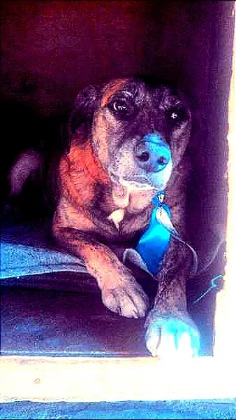 Cachorro ra a SRD idade 6 ou mais anos nome Carolino