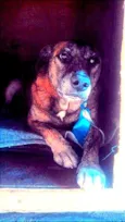 Carolino