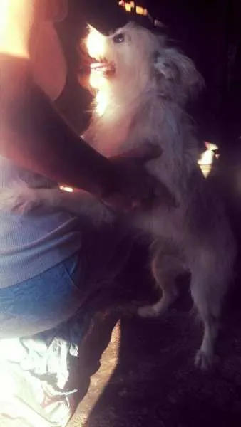 Cachorro ra a SRD idade 6 ou mais anos nome Manoel