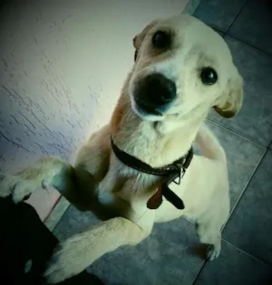 Cachorro raça SRD idade 1 ano nome Amarelo