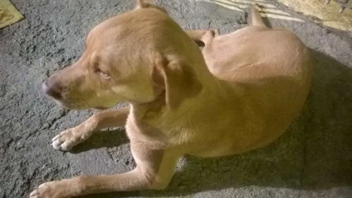 Cachorro ra a SRD idade 7 a 11 meses nome CARAMELO