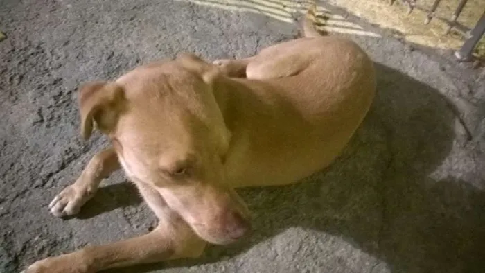 Cachorro ra a SRD idade 7 a 11 meses nome CARAMELO