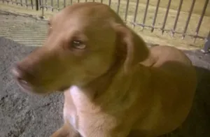 Cachorro raça SRD idade 7 a 11 meses nome CARAMELO