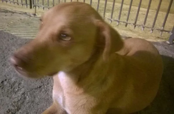 Cachorro ra a SRD idade 7 a 11 meses nome CARAMELO