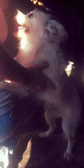 Cachorro raça SRD idade 6 ou mais anos nome Manoel