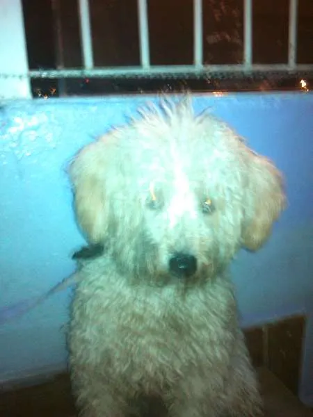 Cachorro ra a Poodle idade  nome sem nome