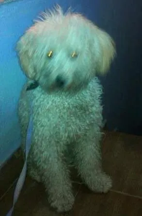 Cachorro ra a Poodle idade  nome sem nome