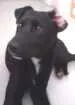 Cachorro raça viralata idade 1 ano nome preto