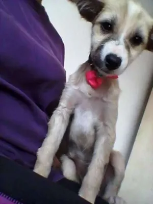 Cachorro raça Sem Raça Definida idade 2 a 6 meses nome Puga