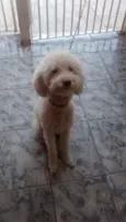 Getulio