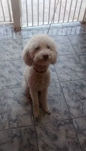 Cachorro ra a Poodle idade 2 anos nome Getulio