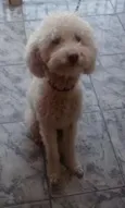 Getulio