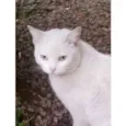 Mellody