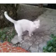 Mellody