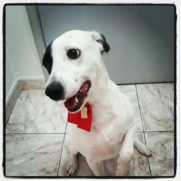 Cachorro ra a Viralata idade 5 anos nome Belinha