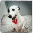 Belinha