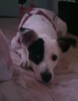 Belinha