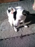 Belinha
