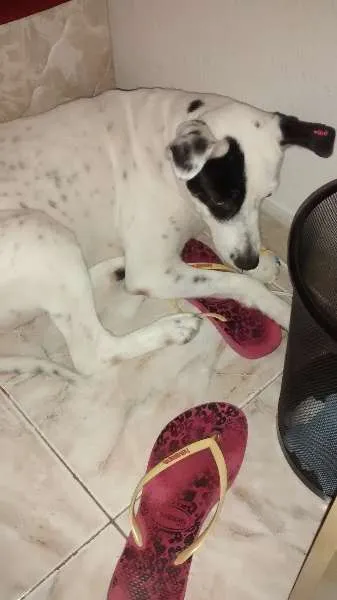 Cachorro ra a Viralata idade 5 anos nome Belinha