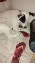 Belinha