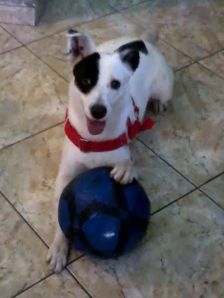 Cachorro ra a Viralata idade 5 anos nome Belinha