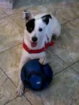 Belinha