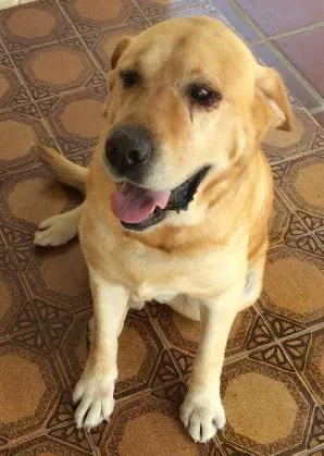 Cachorro raça Labrador idade 3 anos nome Lost