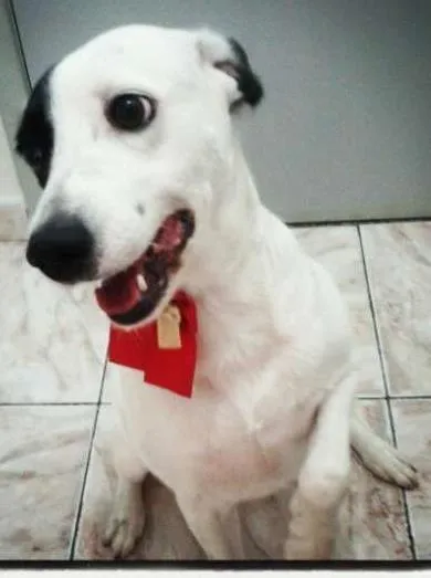 Cachorro ra a Viralata idade 5 anos nome Belinha