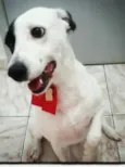 Belinha