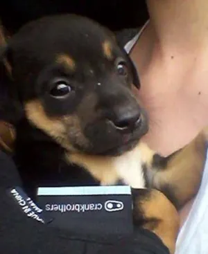 Cachorro raça Vira-Lata idade Abaixo de 2 meses nome Spaik