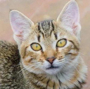 Gato raça srd idade 2 a 6 meses nome Kiwi