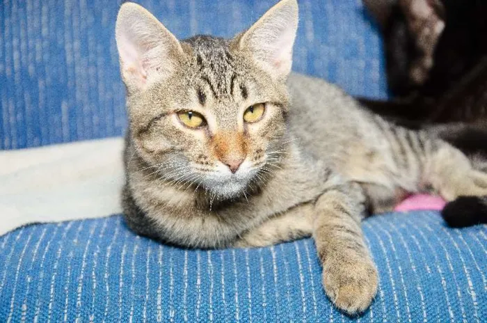 Gato ra a SRD idade 2 a 6 meses nome Murici