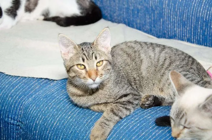 Gato ra a SRD idade 2 a 6 meses nome Murici
