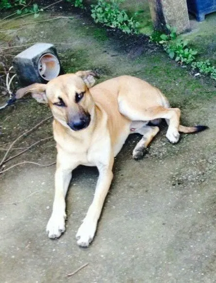 Cachorro ra a Vira Lata idade 2 anos nome Sem nome